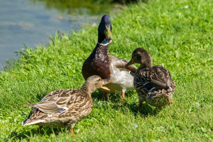 ducks are socially intelligent 
