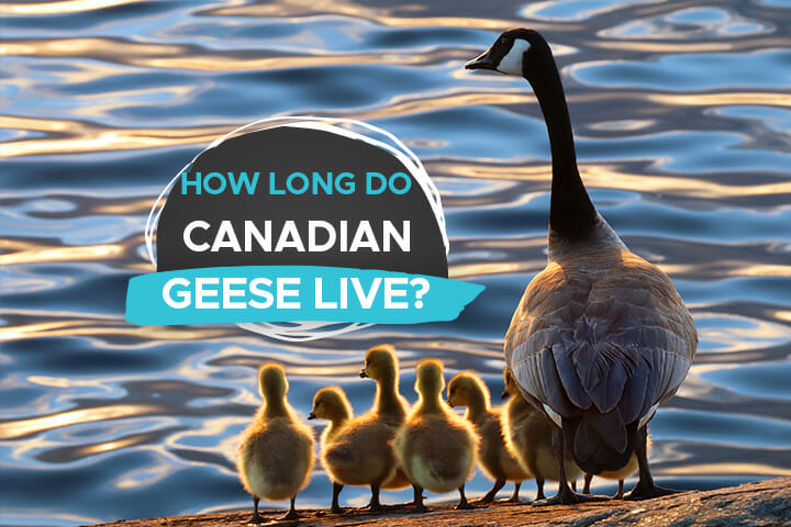 how long do canadian  greese live