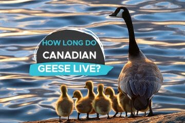 how long do canadian greese live