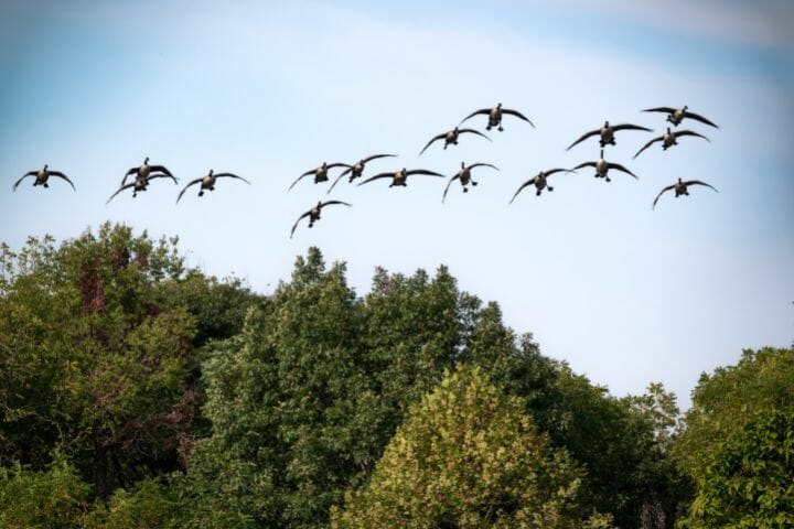 Migration North