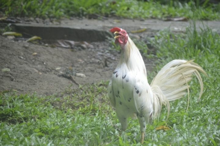 Adaptations of the Rooster with Long Tail