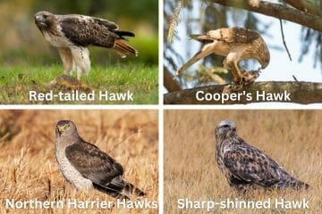 Do Hawks Eat Rabbits? [Are these Birds Fierce Predators or Typical ...