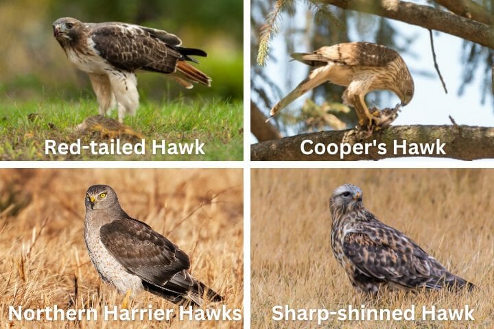 Common Types of Hawks that Eat Rabbits