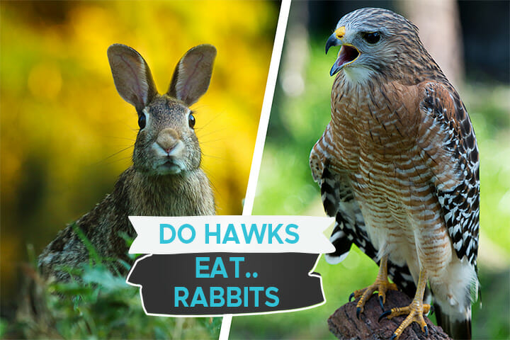 do hawks eat rabbits