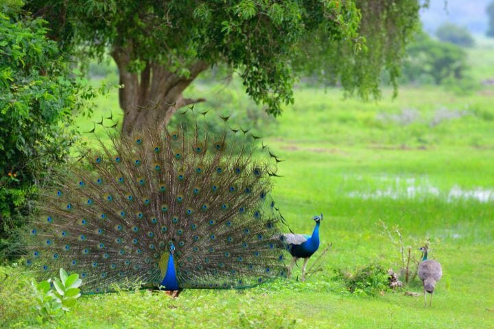 peacocks during mate season