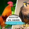 rooster vs. hawk