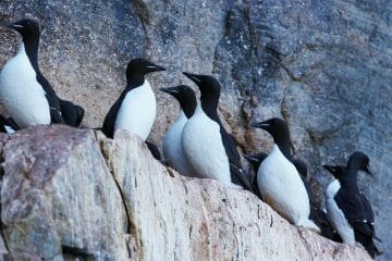 9 Birds That Look Like Penguins [These Doppelgangers Will Make You Do a