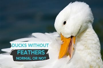 ducks without feathers