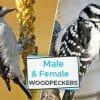 male vs. female woodpeckers