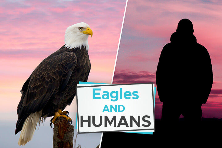 eagle vs. human
