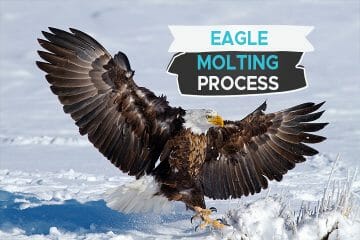 eagle molting process