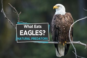 what eats eagles