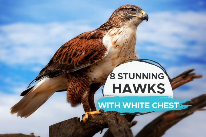 8 Hawks With White Chest [Powerful Birds With Awe-Inspiring Beauty] -  Birdwatching Buzz