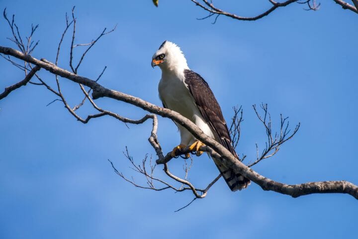 8 Hawks with White Chest [Powerful Birds with Awe-inspiring Beauty ...