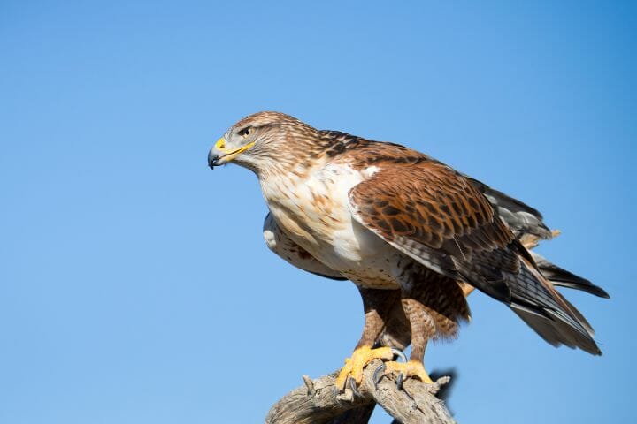 8 Hawks with White Chest [Powerful Birds with Awe-inspiring Beauty ...