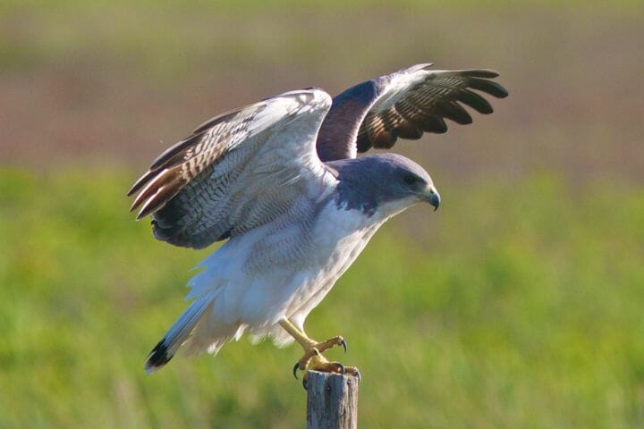 8 Hawks with White Chest [Powerful Birds with Awe-inspiring Beauty ...