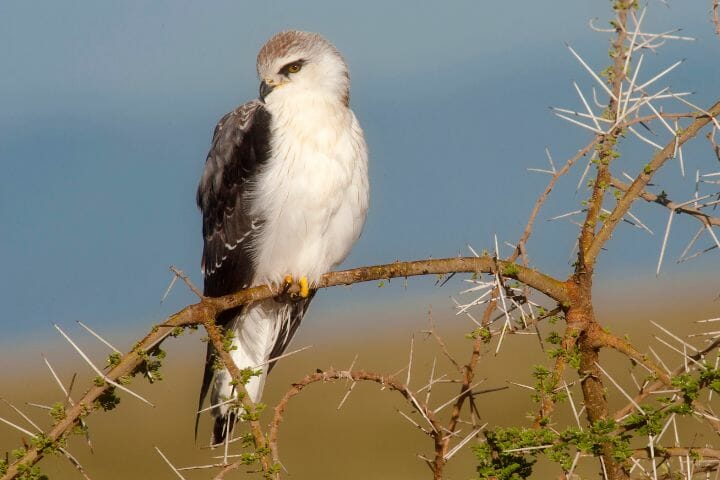 8 Hawks with White Chest [Powerful Birds with Awe-inspiring Beauty ...