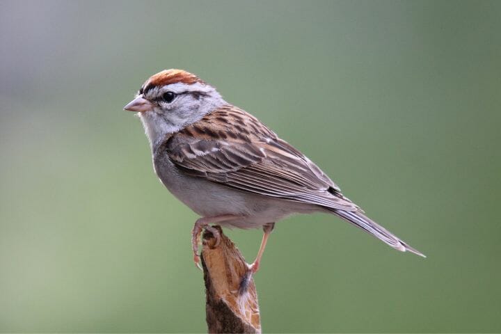 Sparrows with Red Heads [Meet the Tiny Redheads of the Bird World ...