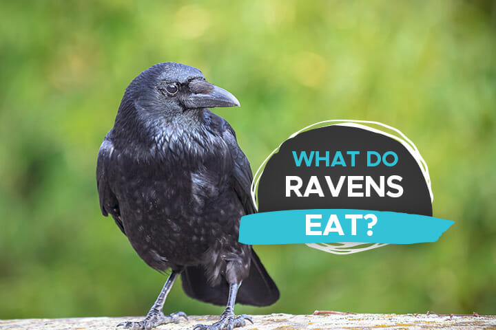 What Do Ravens Eat? [Feasting Habits Beyond Worms and Insects