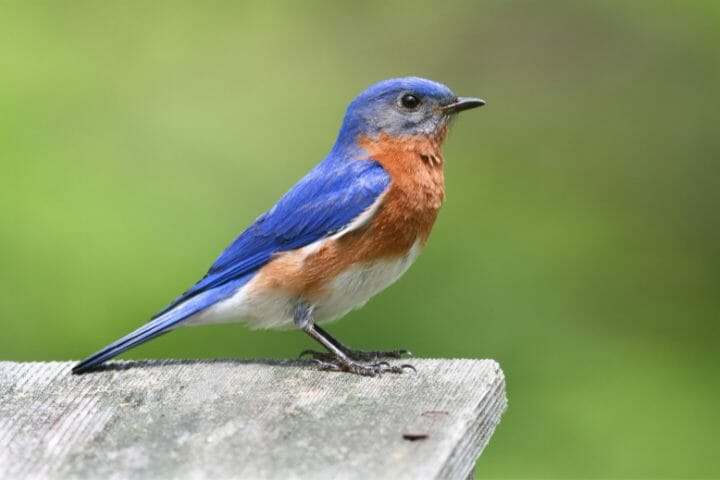 Birds That Look Like Swallows [The Little Flying Doppelganger ...