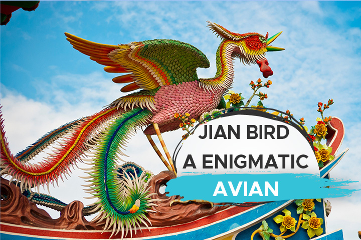 Jian Bird - [Unraveling the Mystery of this Enigmatic Avian ...