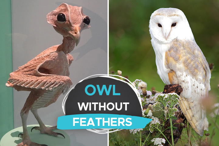 The Owl Without Feathers [a Strange but Fascinating Featherless ...