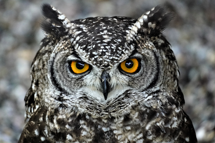 Owls Omnivore 